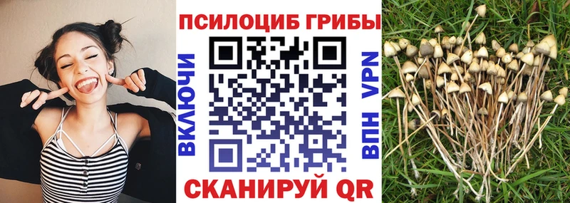 где можно купить   darknet Telegram  Псилоцибиновые грибы ЛСД  Михайлов 